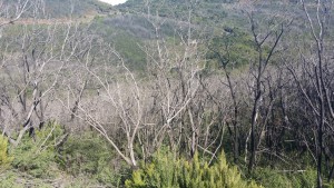 Visne træer i nationalparken - der var kæmpe skovbrand i 2012