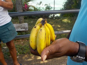 Fingerbananer = bananer som er lige så store som en finger. Smager virkelig godt og sødt!