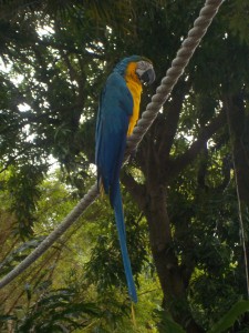 papegøje - Kopi