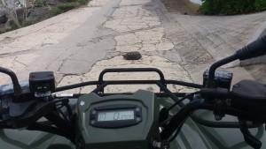 Skildpadde på vejen foran ATV'en